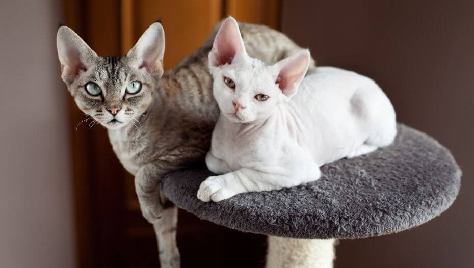 Devon rex cat store tree